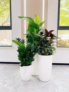 探寻宁波北仑盆景租摆哪家妙，答案就在这里！